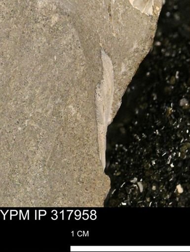 undet. Mollusca