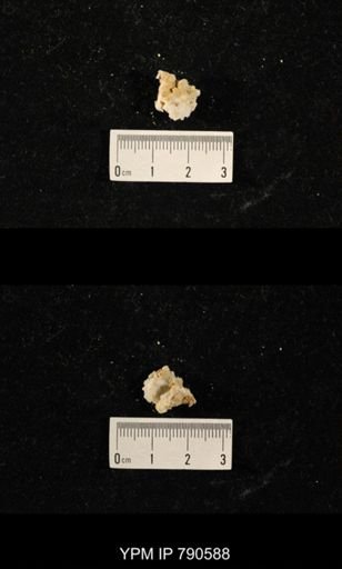 undet. Bryozoa