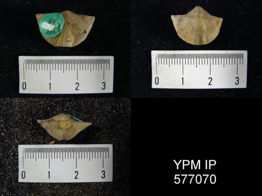 Spirifer whitneyi