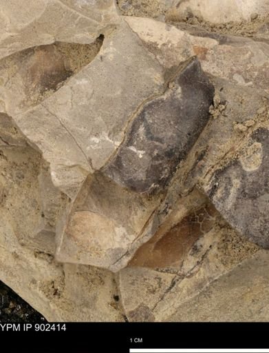 Baculites