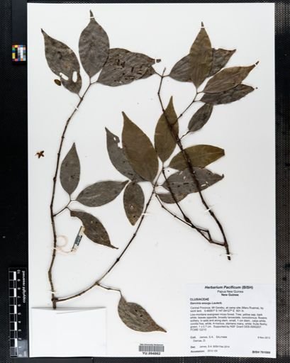 Garcinia