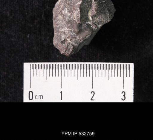 Crepicephalus sp.