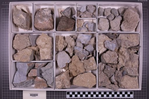 mixed taxa, stratigraphic collection