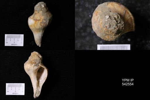 Busycotypus fusiforme