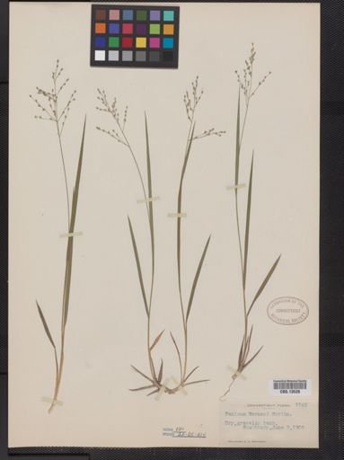 Panicum linearifolium