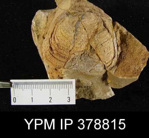 Pustula sp.