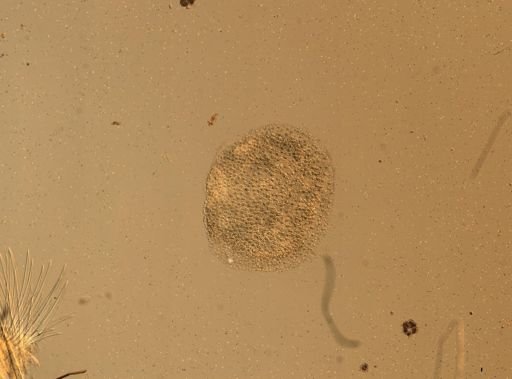 Lagisca floccosa