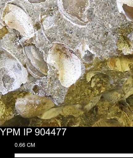 undet. Mollusca