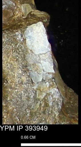 undet. Mollusca