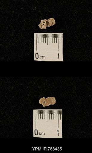 taxon undetermined