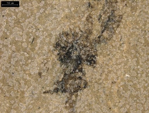 taxon undetermined