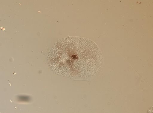 Lagisca impatiens