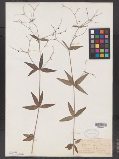 Galium lanceolatum