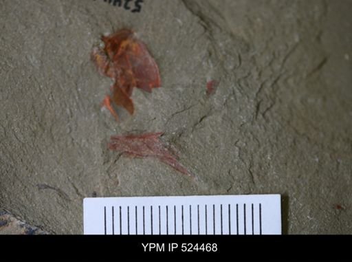 undet. Cornuta