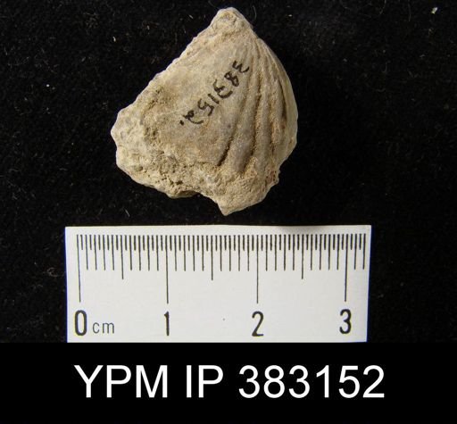 undet. Brachiopoda