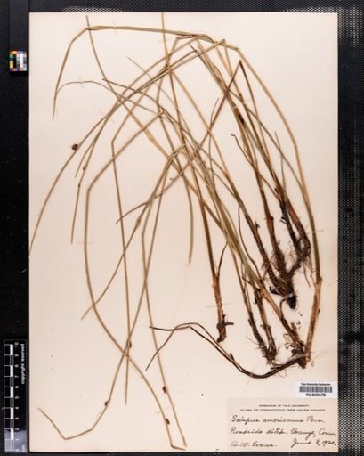 Scirpus americanus