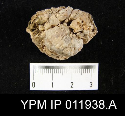 Richthofenia permiana