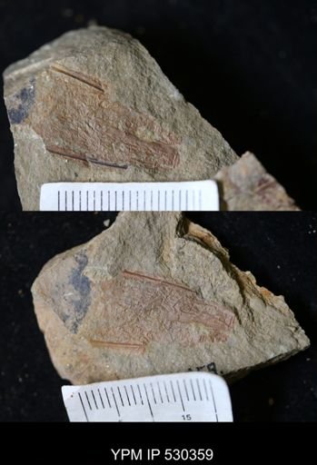 Eoconularia?