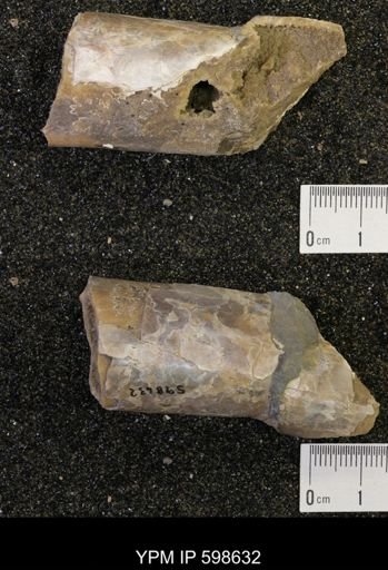Baculites sp.