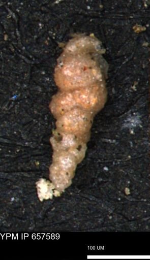 Verneuilinoides hectori