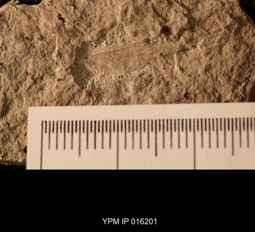 Probnis speciosa