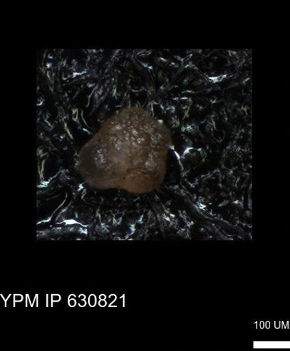 undet. Globigerinina