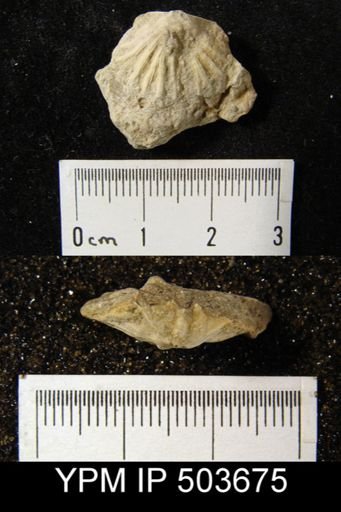 Meekella striatocostata