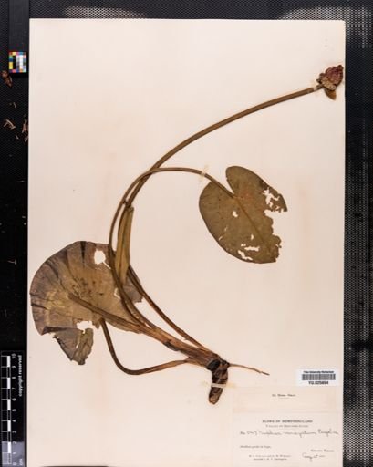 Nuphar