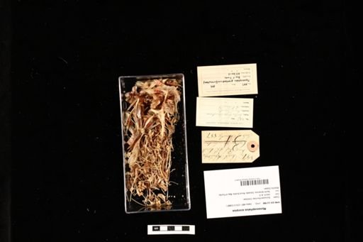 Myoxocephalus scorpius
