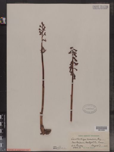 Corallorhiza maculata