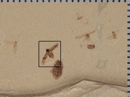 undet. Achilidae