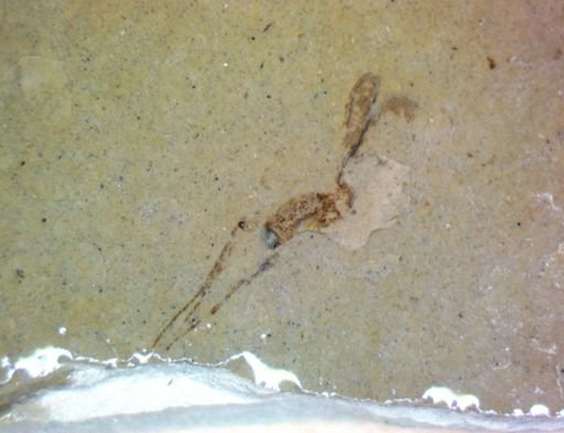 undet. Hexapoda