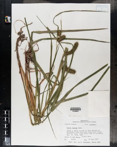 Carex lurida