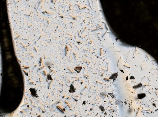 Isodictya