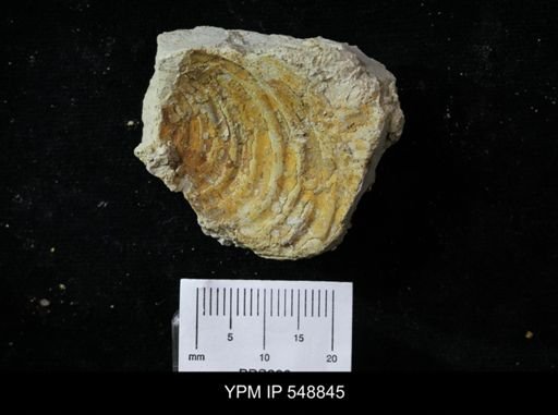 Inoceramidae