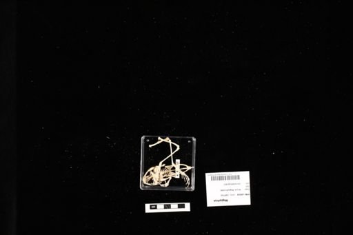 Megophrys