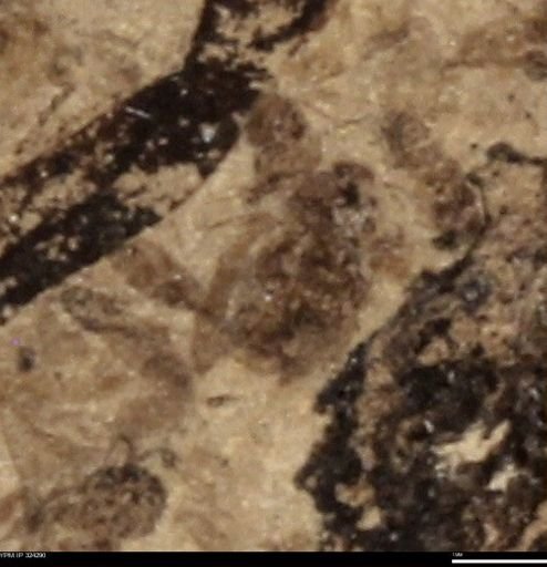 undet. Coleoptera