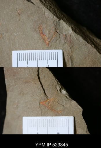 undet. Arthropoda