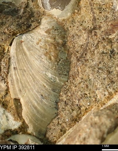 undet. Bivalvia