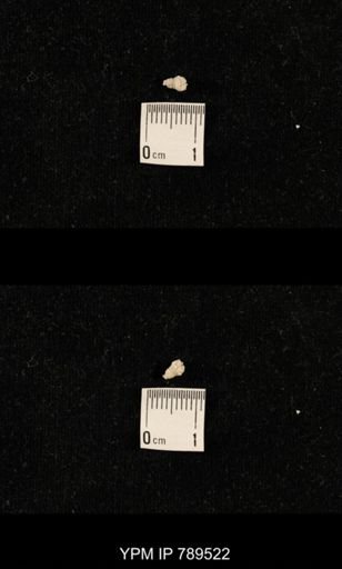 undet. Bryozoa