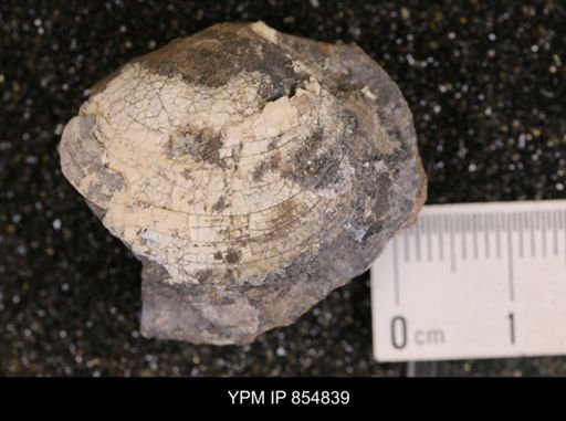 Lucina sp.