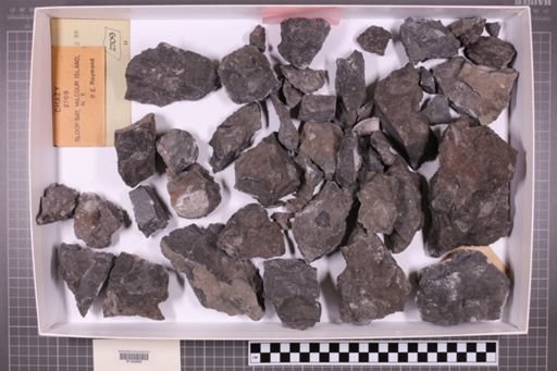 mixed taxa, stratigraphic collection