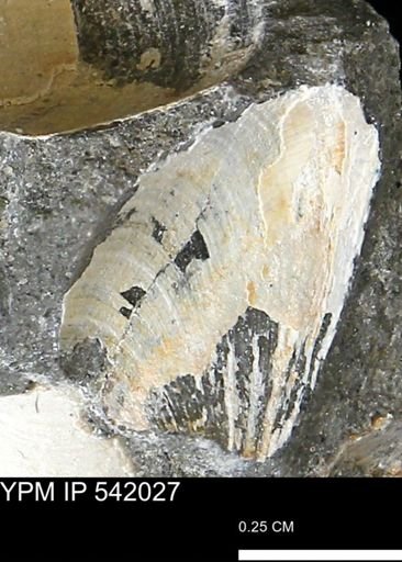 Protocardia?