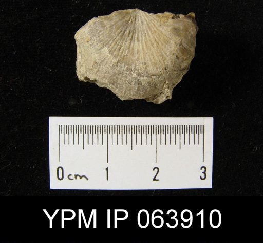 Strophonella roemeri