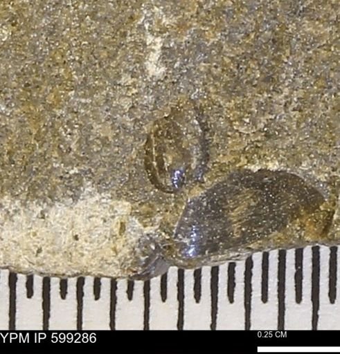 Protocardia subquadrata