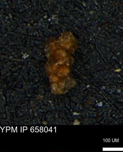 Verneuilinoides hectori