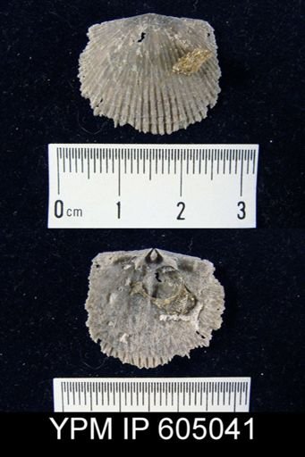 undet. Strophomenida