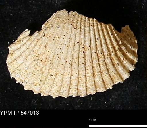 Scapharca transversa