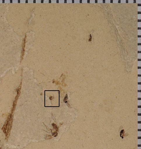 undet. Diptera
