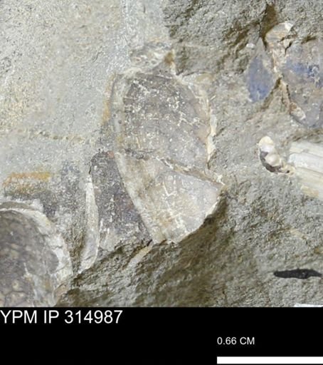 undet. Mollusca